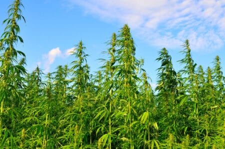 Blog Title: Marijuana and Hemp: What is The Difference?