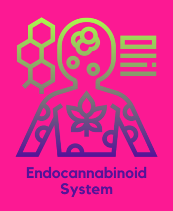 Blog Title: 6 Interesting Facts About the Endocannabinoid System